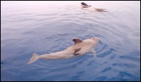 Ballena Piloto frente a la costa sur de Tenerife