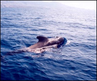 Ballena Piloto frente a la costa sur de Tenerife